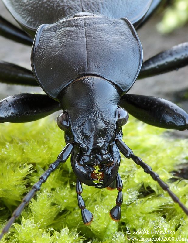 střevlík kožitý, Procrustes coriaceus, Linnaeus, 1758, Carabidae, Carabinae (Brouci, Coleoptera)